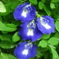 Vegetable flowers