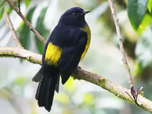 Black-and-yellow silky flycatcher #685