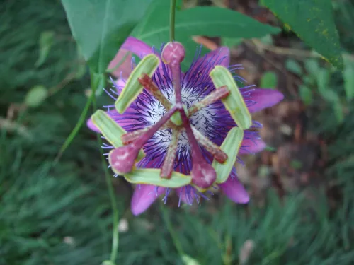 Garlic passionflower #59