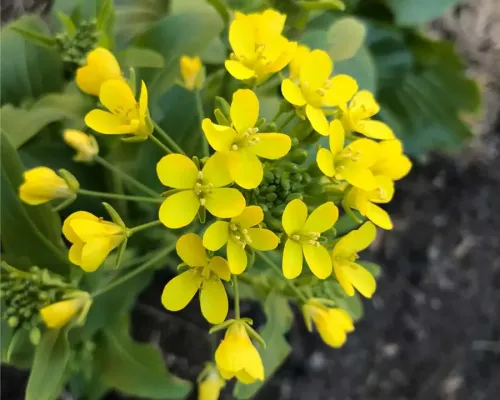 Napa cabbage #61