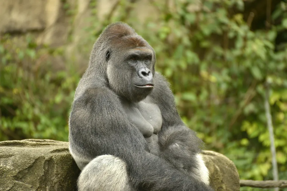 HARAMBE: LEGENDS #769