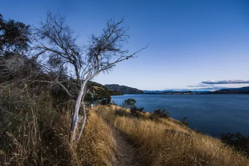 A Tree Near Lake Wanaka #157