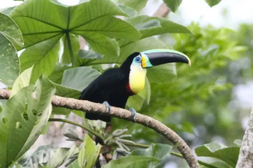 Citron-throated toucan #1980