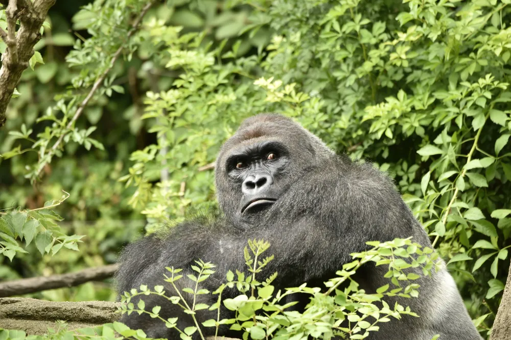 HARAMBE: LEGENDS #453