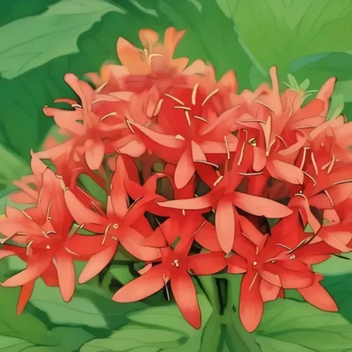 Scarlet Stars of Lanka #103