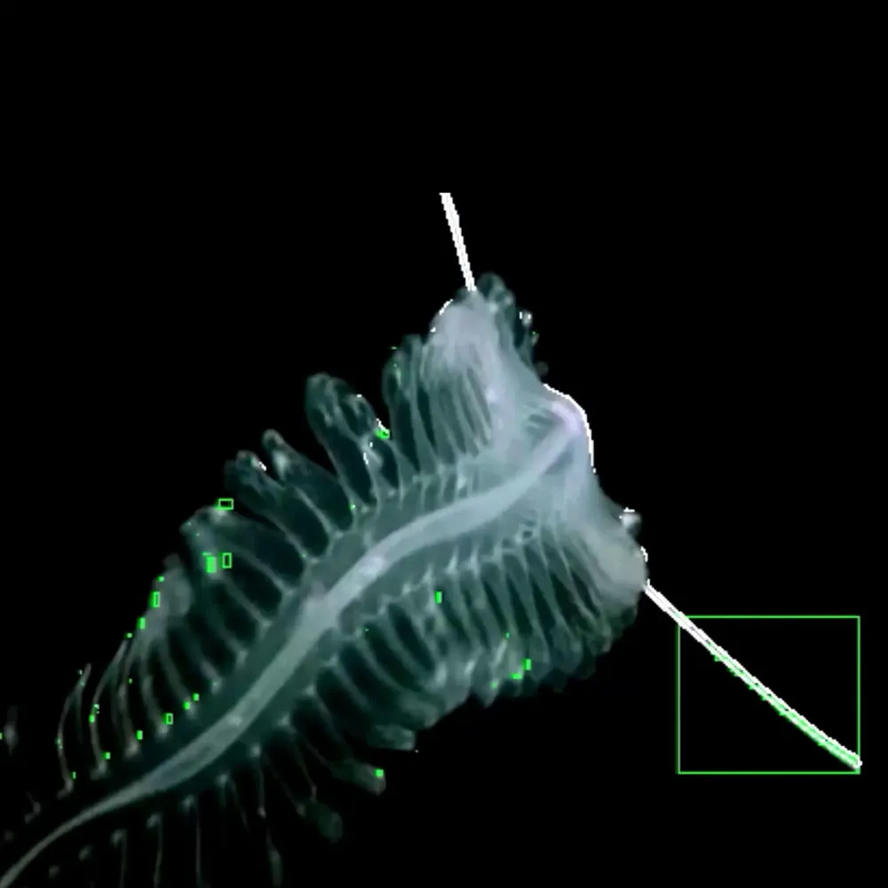 Zuka Kipiani - Synthetic Echoes - Brute #520019