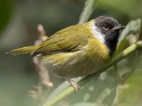 Black-faced apalis #853