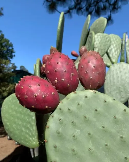 Nopal #156