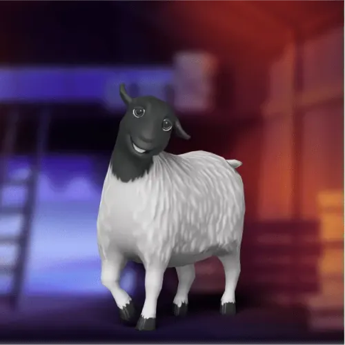 Dorper Sheep #17