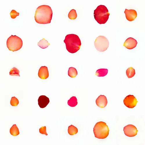 Infinite Petals 5x5#1257