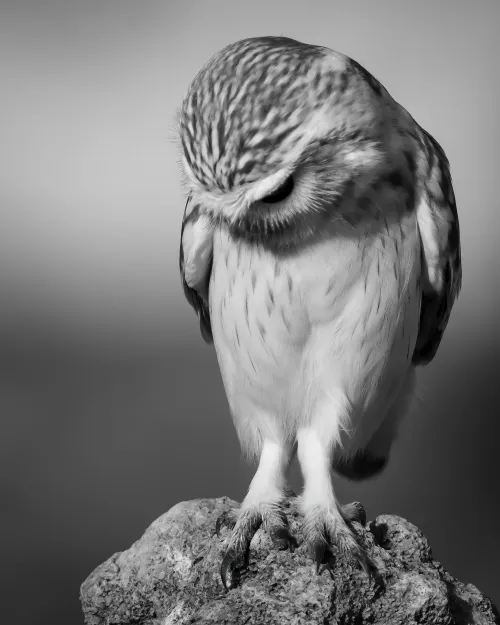 Little Owl #12