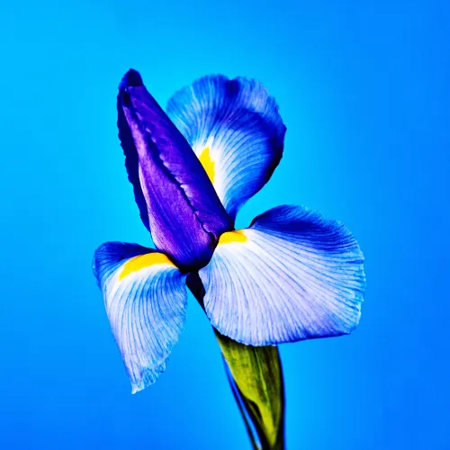 Flower #04