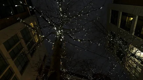 Trees with lights in Denman Pl #9