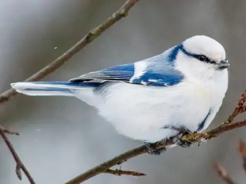 Azure tit #345