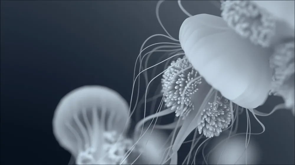 Jellyfish wallpaper #1