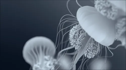 Jellyfish wallpaper #1