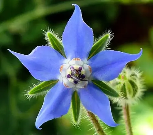 Borage #258