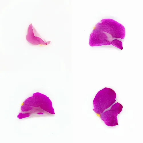 Infinite Petals 2x2#4092