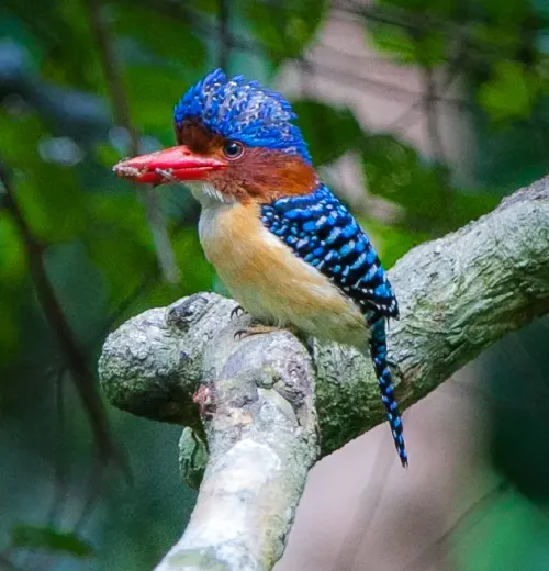 Banded kingfisher #411