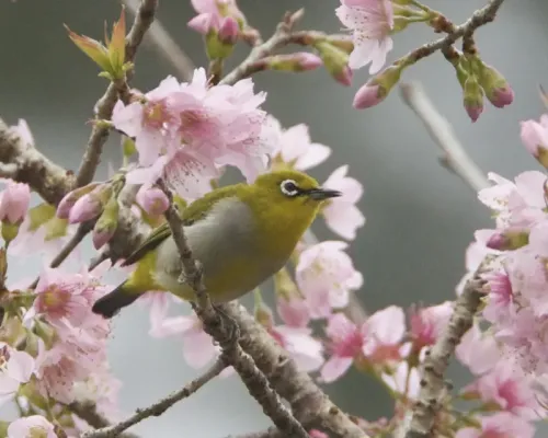 Wild Himalayan cherry #170