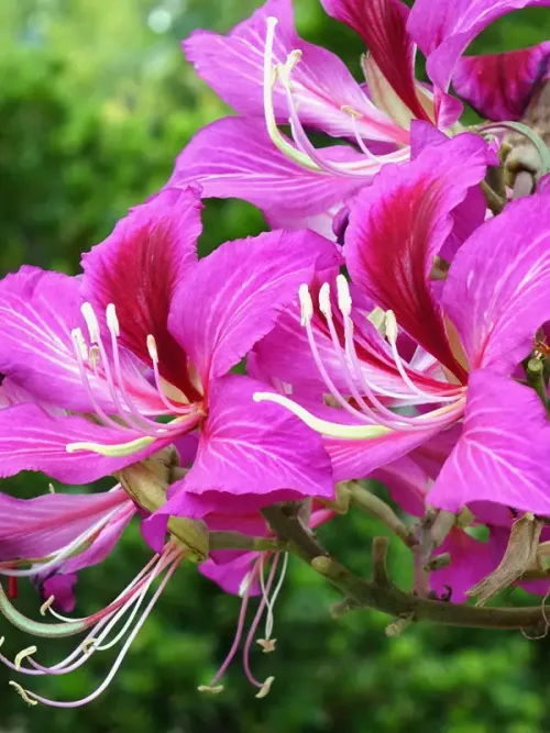 Purple bauhinia / Butterfly tree #238