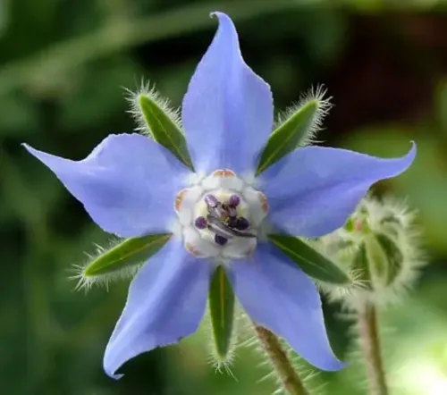 Borage #258