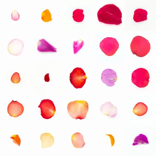 Infinite Petals 5x5#21195