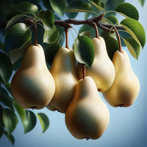 Chinese White Pear #870