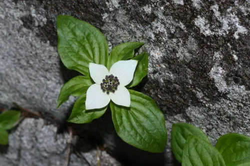 Alaskan bunchberry #2