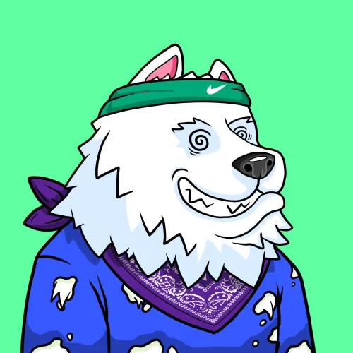 SAMOYED #11