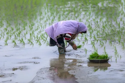 Paradise lost #12908000