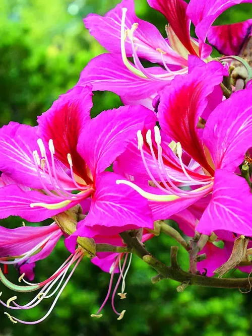 Purple bauhinia / Butterfly tree #238