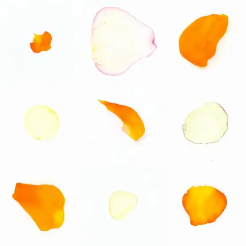Infinite Petals 3x3#3428