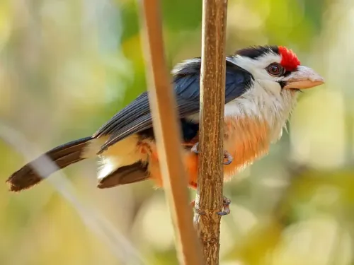 Black-backed barbet #686