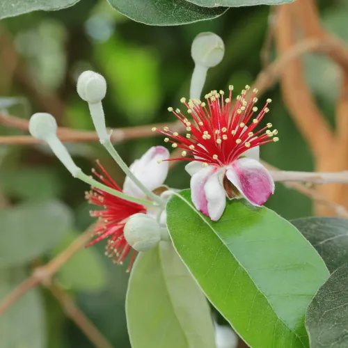 Feijoa #55