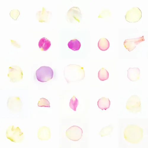 Infinite Petals 5x5#1044