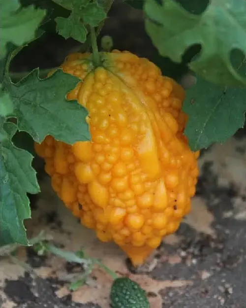 Bitter melon / Bitter gourd #20