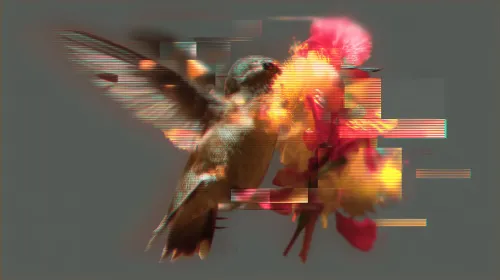 Hummingbird #13