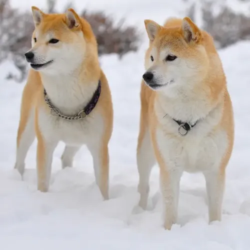 Shiba Inu #26891