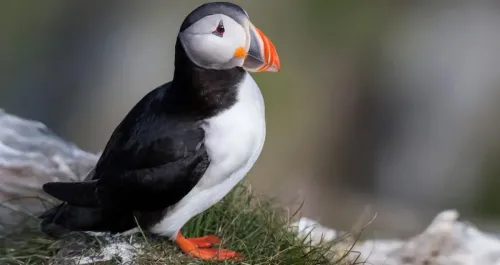 Atlantic puffin #291