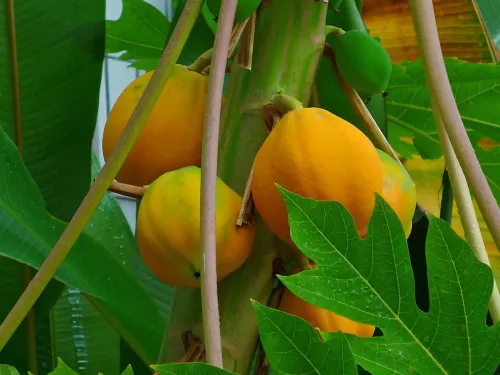 Papaya leaves #163