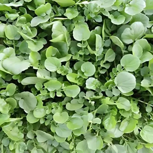 Land cress #134