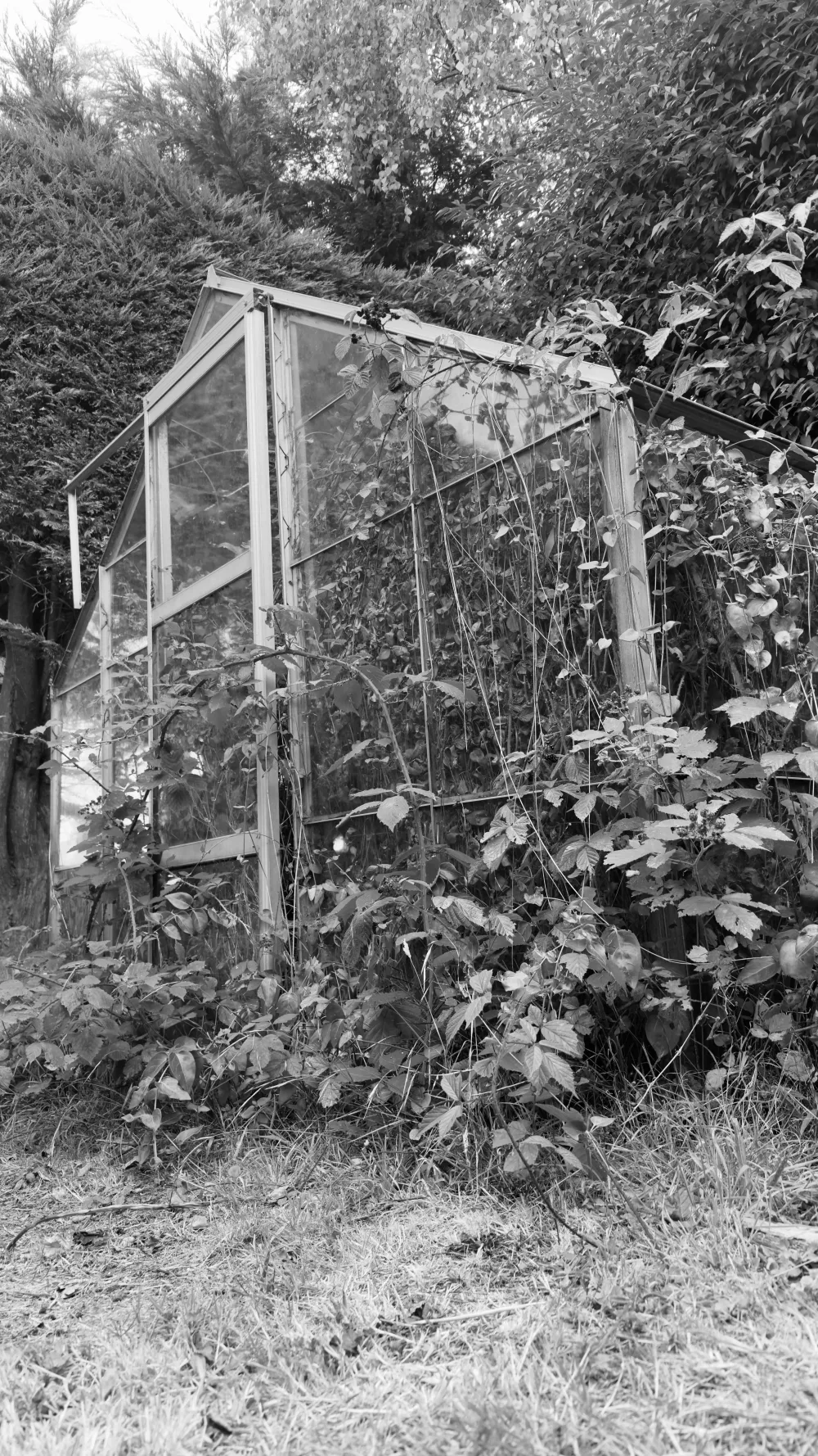 Overgrown