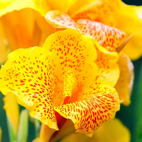 Yellow Canna #69