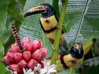 Collared aracari #2021