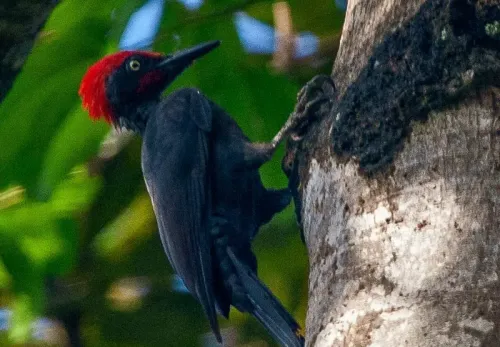 Andaman woodpecker #159