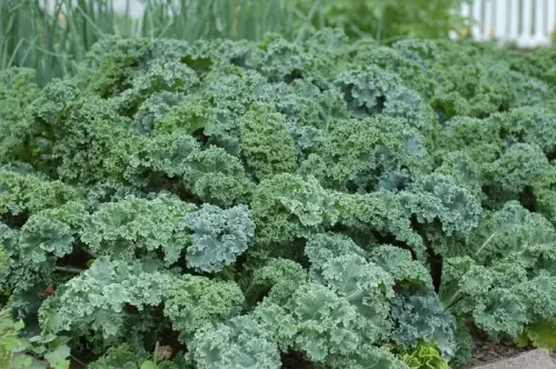 Kale (1) #119