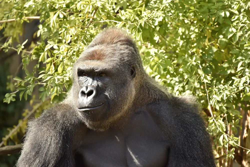HARAMBE: LEGENDS #656