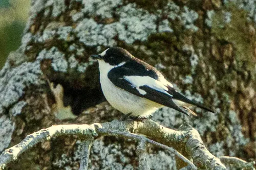 Atlas pied flycatcher #293