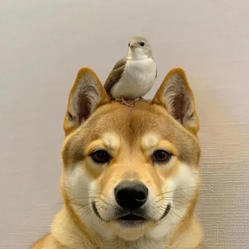 dog #7